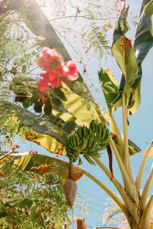 La Sana Surf Hotel - New Management Playa Santa Teresa  エクステリア 写真